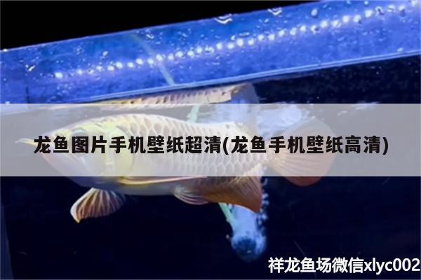 龍魚圖片手機(jī)壁紙超清(龍魚手機(jī)壁紙高清) 黑水素