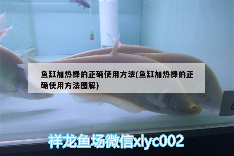 魚缸加熱棒的正確使用方法(魚缸加熱棒的正確使用方法圖解) 定時器/自控系統(tǒng)