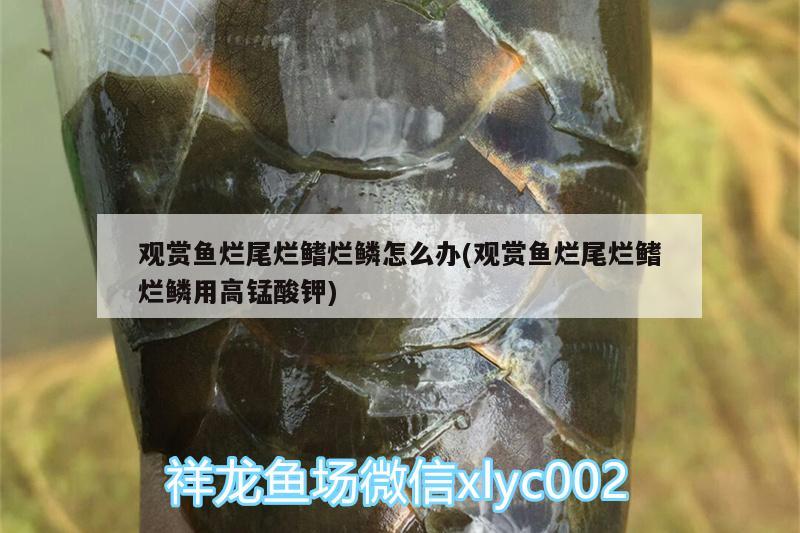 觀賞魚爛尾爛鰭爛鱗怎么辦(觀賞魚爛尾爛鰭爛鱗用高錳酸鉀)