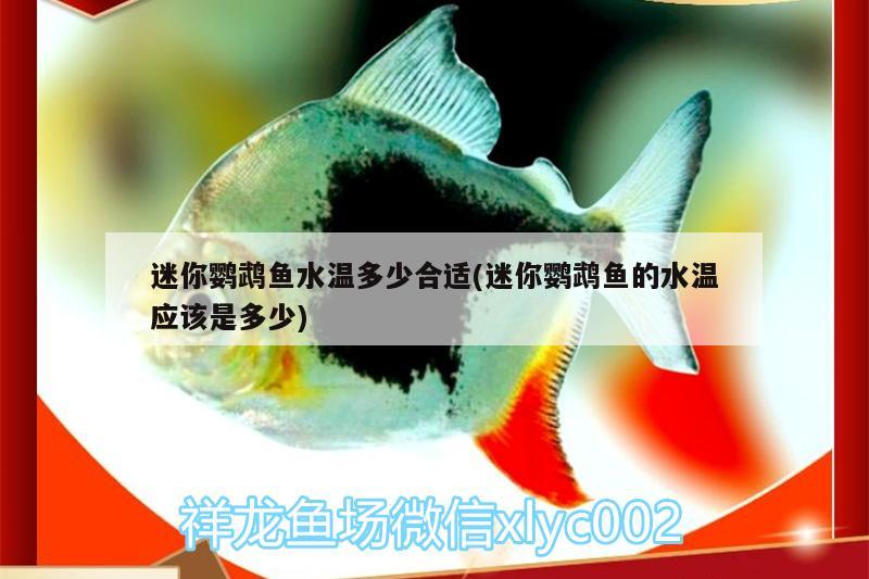 迷你鸚鵡魚(yú)水溫多少合適(迷你鸚鵡魚(yú)的水溫應(yīng)該是多少)