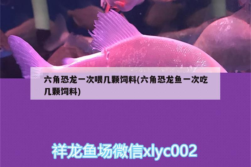 六角恐龍一次喂幾顆飼料(六角恐龍魚一次吃幾顆飼料) 金頭過背金龍魚