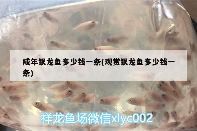 成年銀龍魚多少錢一條(觀賞銀龍魚多少錢一條)