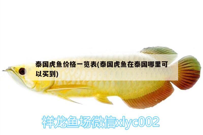 泰國(guó)虎魚(yú)價(jià)格一覽表(泰國(guó)虎魚(yú)在泰國(guó)哪里可以買(mǎi)到) 虎魚(yú)百科