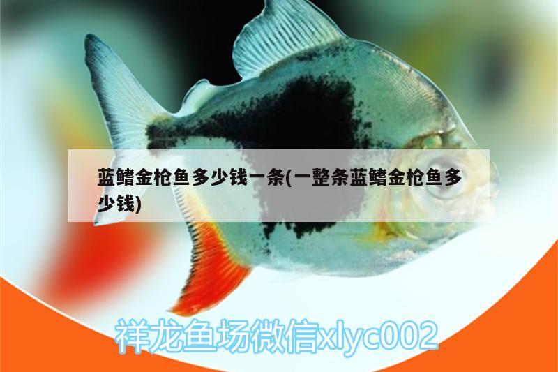 藍(lán)鰭金槍魚多少錢一條(一整條藍(lán)鰭金槍魚多少錢)