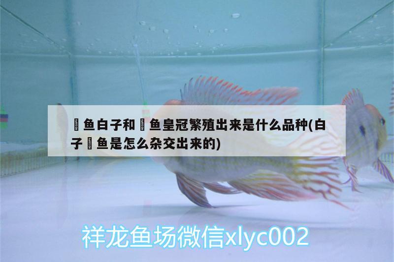 魟魚白子和魟魚皇冠繁殖出來是什么品種(白子魟魚是怎么雜交出來的) 廣州觀賞魚批發(fā)市場