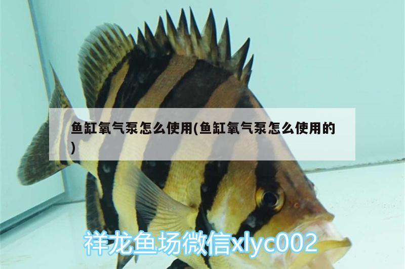 魚缸氧氣泵怎么使用(魚缸氧氣泵怎么使用的)