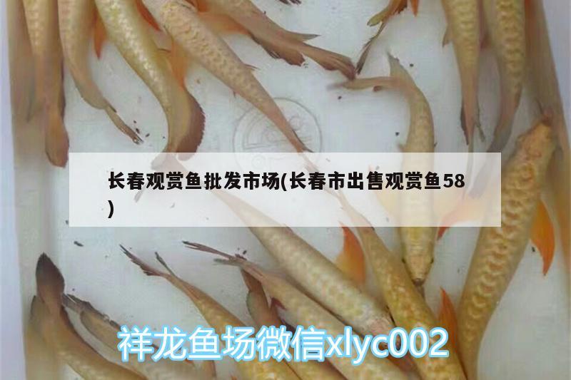 長春觀賞魚批發(fā)市場(長春市出售觀賞魚58) 觀賞魚批發(fā)