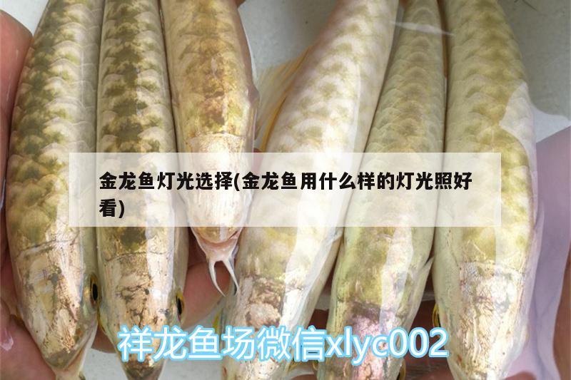 金龍魚燈光選擇(金龍魚用什么樣的燈光照好看)