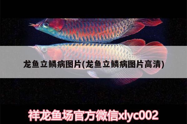 龍魚立鱗病圖片(龍魚立鱗病圖片高清)