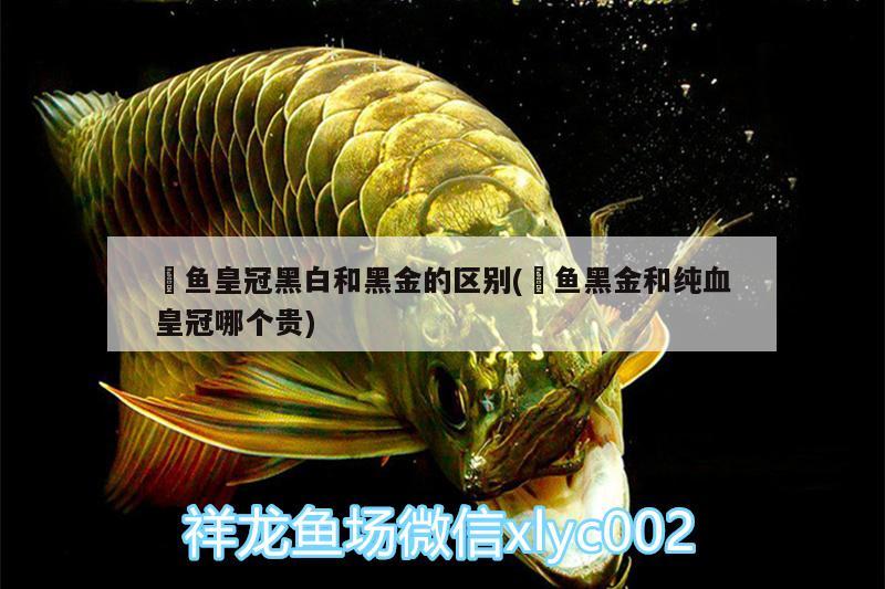 魟魚皇冠黑白和黑金的區(qū)別(魟魚黑金和純血皇冠哪個貴) 月光鴨嘴魚苗 第2張