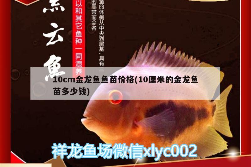 10cm金龍魚魚苗價(jià)格(10厘米的金龍魚苗多少錢) 巴西亞魚苗