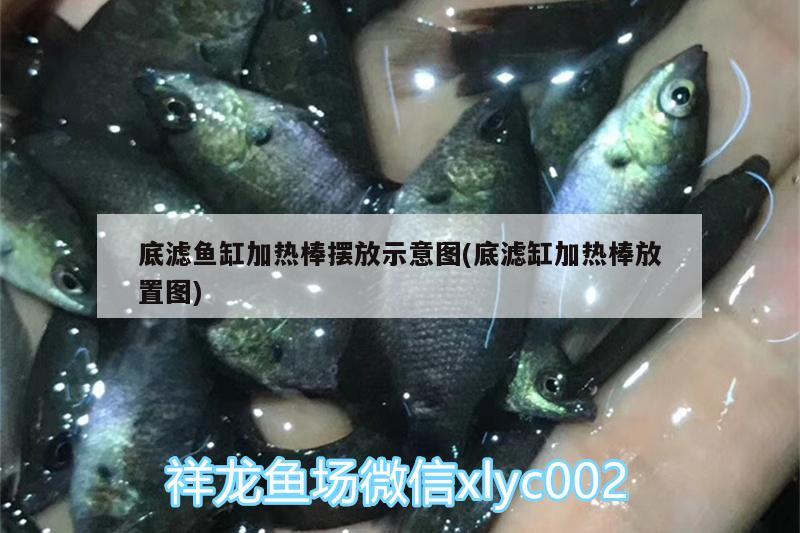 底濾魚缸加熱棒擺放示意圖(底濾缸加熱棒放置圖)