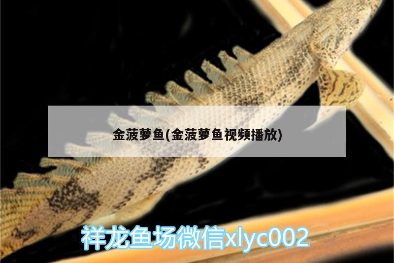 金菠蘿魚(yú)(金菠蘿魚(yú)視頻播放) 羅漢魚(yú)