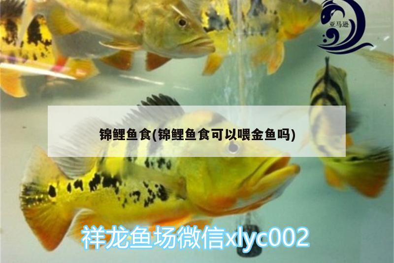 錦鯉魚食(錦鯉魚食可以喂金魚嗎)