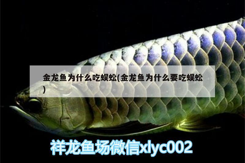 金龍魚(yú)為什么吃蜈蚣(金龍魚(yú)為什么要吃蜈蚣)