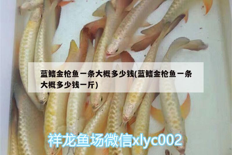 藍鰭金槍魚一條大概多少錢(藍鰭金槍魚一條大概多少錢一斤)