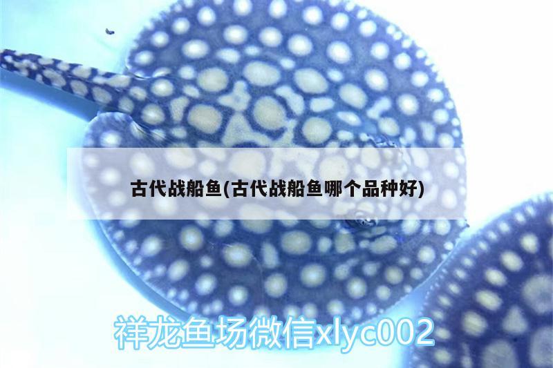 古代戰(zhàn)船魚(古代戰(zhàn)船魚哪個品種好)