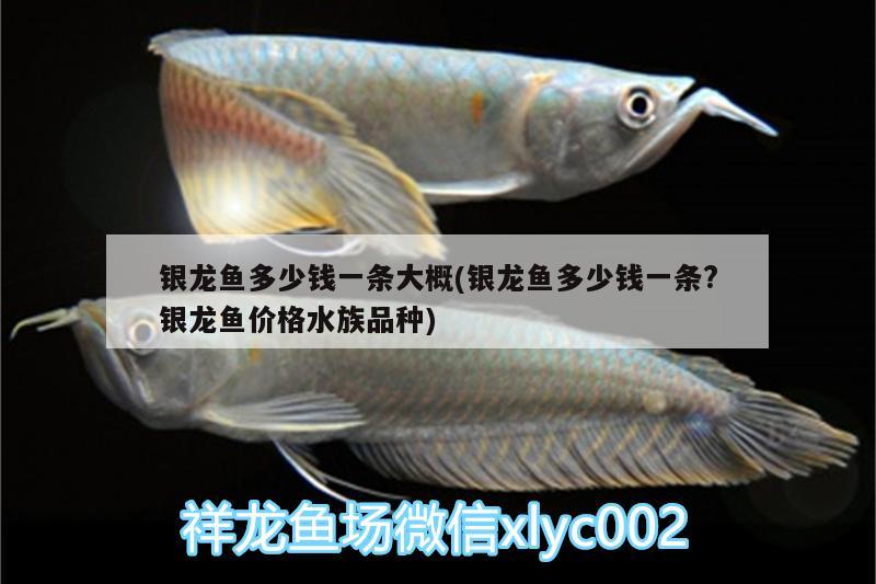 銀龍魚多少錢一條大概(銀龍魚多少錢一條?銀龍魚價格水族品種) 銀龍魚