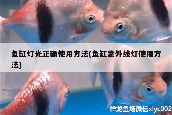 魚缸燈光正確使用方法(魚缸紫外線燈使用方法)