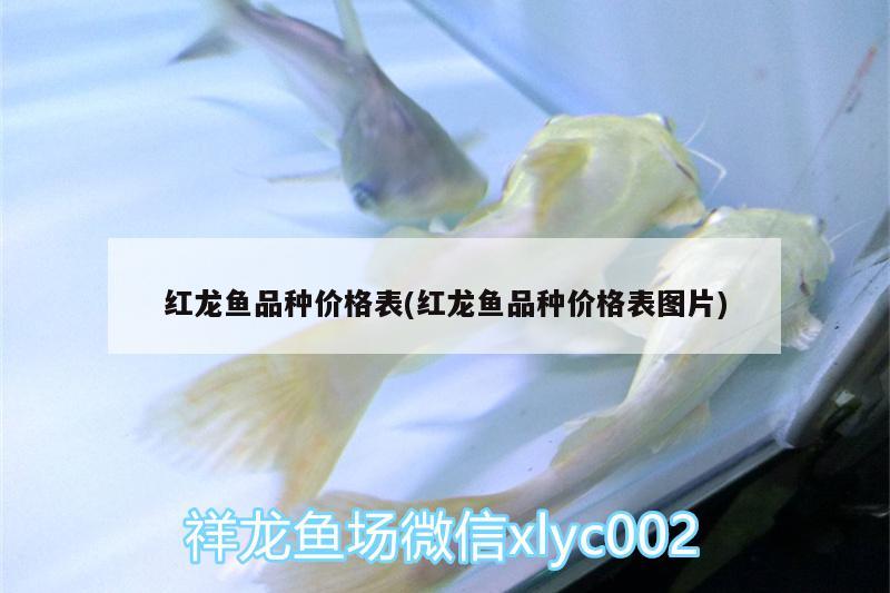 紅龍魚品種價格表(紅龍魚品種價格表圖片)