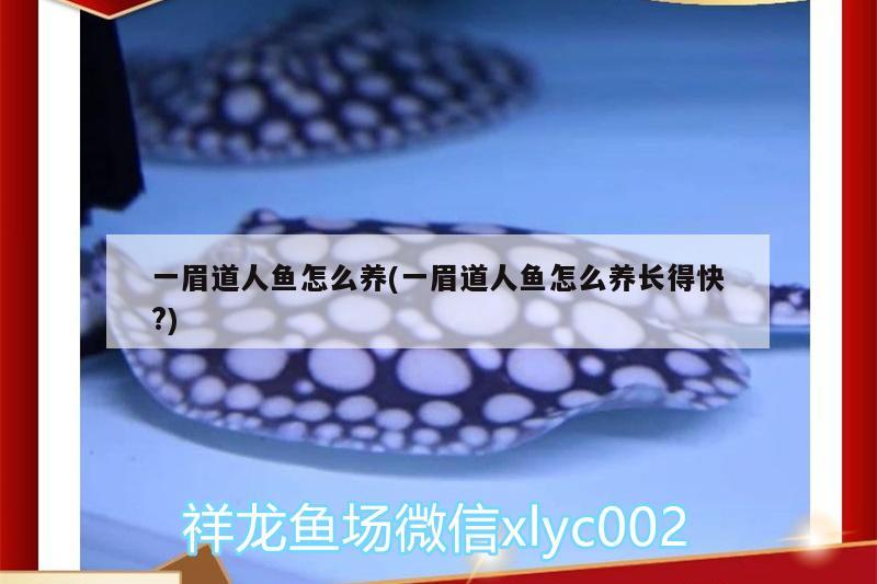 一眉道人魚怎么養(yǎng)(一眉道人魚怎么養(yǎng)長(zhǎng)得快?) 一眉道人魚