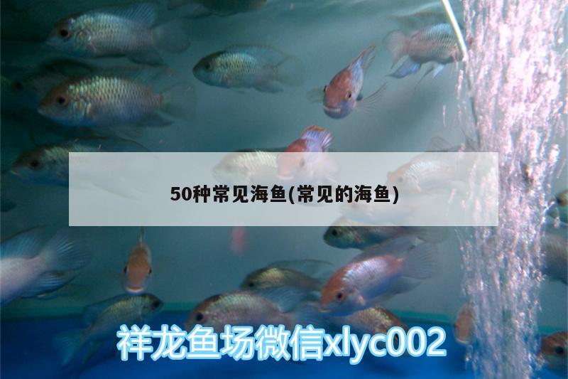 50種常見海魚(常見的海魚) 其他益生菌