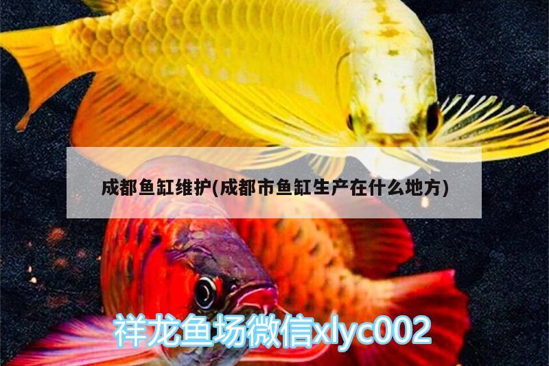 成都魚(yú)缸維護(hù)(成都市魚(yú)缸生產(chǎn)在什么地方)