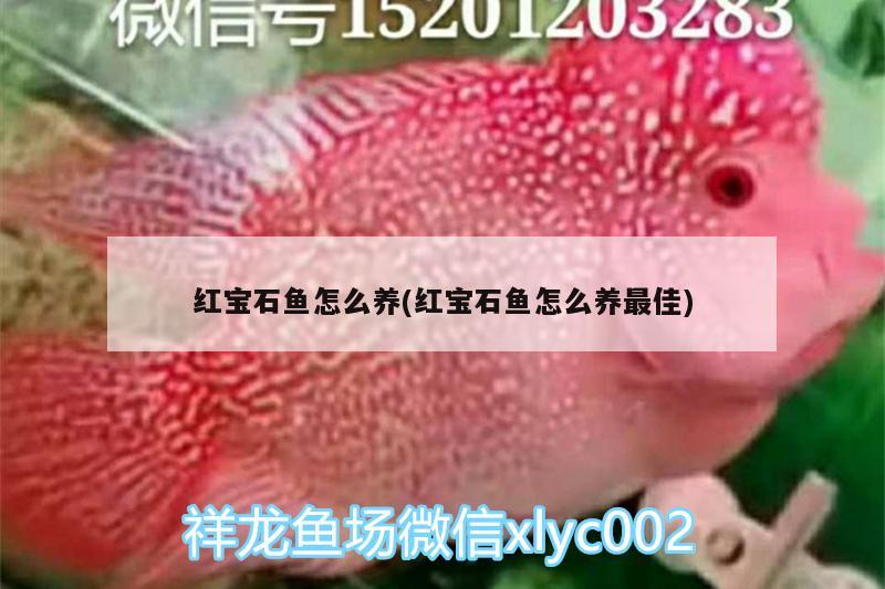 紅寶石魚怎么養(yǎng)(紅寶石魚怎么養(yǎng)最佳) 女王大帆魚苗 第2張