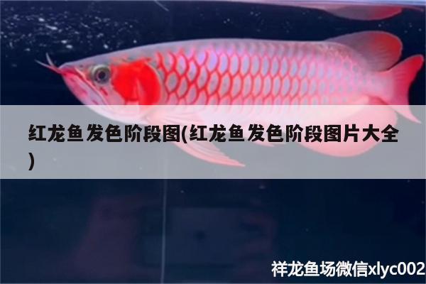 紅龍魚發(fā)色階段圖(紅龍魚發(fā)色階段圖片大全)