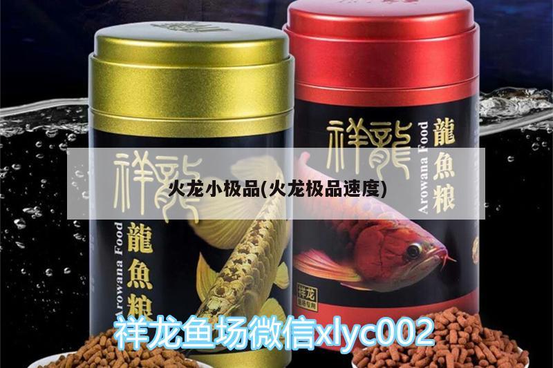 火龍小極品(火龍極品速度) 喂食器