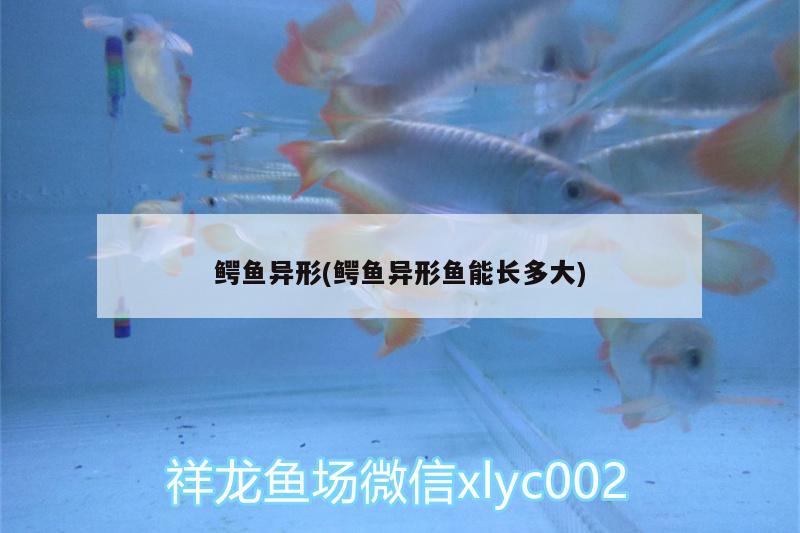 鱷魚異形(鱷魚異形魚能長多大)