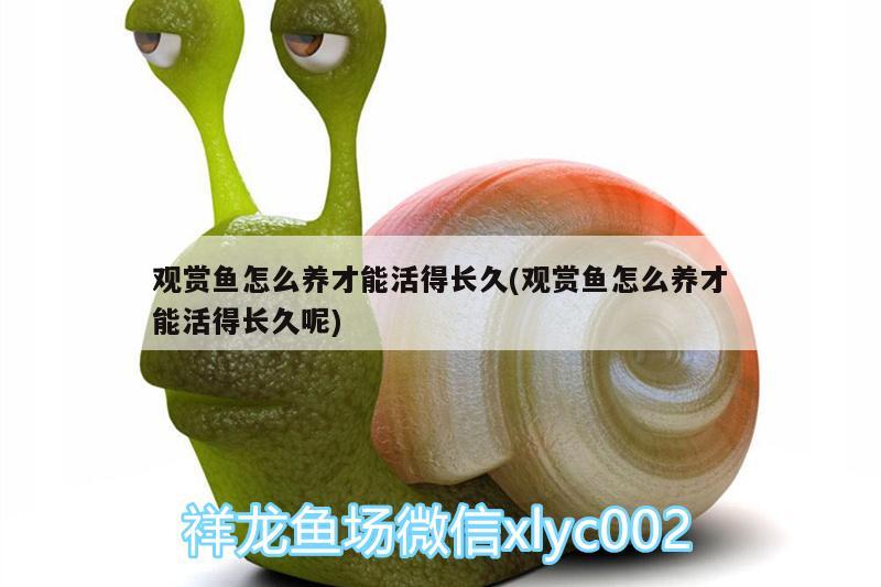 觀賞魚怎么養(yǎng)才能活得長(zhǎng)久(觀賞魚怎么養(yǎng)才能活得長(zhǎng)久呢)