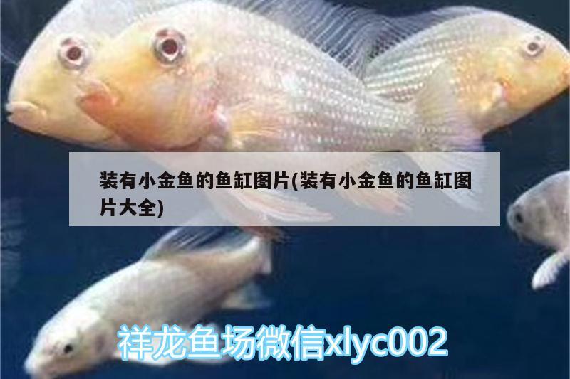 裝有小金魚的魚缸圖片(裝有小金魚的魚缸圖片大全) 成吉思汗鯊（球鯊）魚