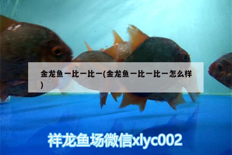 金龍魚一比一比一(金龍魚一比一比一怎么樣) 過濾設(shè)備