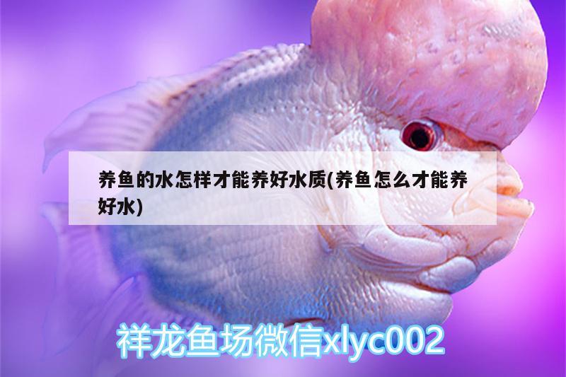 養(yǎng)魚的水怎樣才能養(yǎng)好水質(zhì)(養(yǎng)魚怎么才能養(yǎng)好水) 三間鼠魚