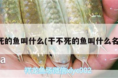 不死的魚(yú)叫什么(干不死的魚(yú)叫什么名字)