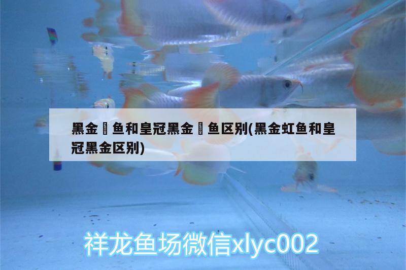 黑金魟魚和皇冠黑金魟魚區(qū)別(黑金虹魚和皇冠黑金區(qū)別) 黑金魟魚 第1張