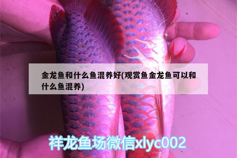 金龍魚和什么魚混養(yǎng)好(觀賞魚金龍魚可以和什么魚混養(yǎng)) 女王大帆魚