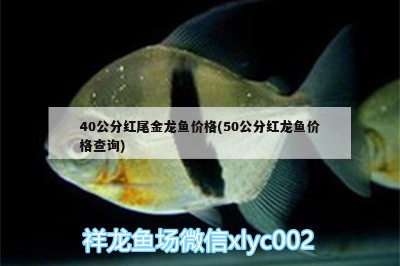 40公分紅尾金龍魚(yú)價(jià)格(50公分紅龍魚(yú)價(jià)格查詢(xún))