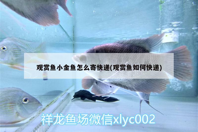 觀賞魚小金魚怎么寄快遞(觀賞魚如何快遞) 水族燈（魚缸燈） 第1張