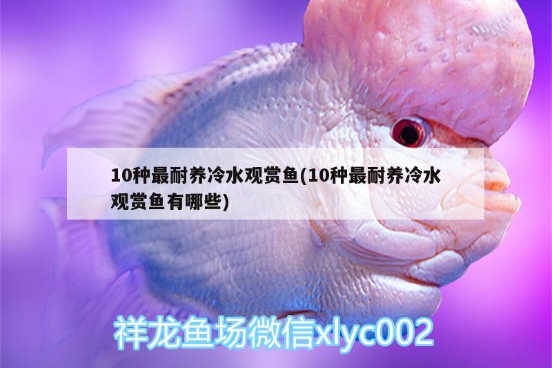 10種最耐養(yǎng)冷水觀賞魚(10種最耐養(yǎng)冷水觀賞魚有哪些) 玫瑰銀版魚