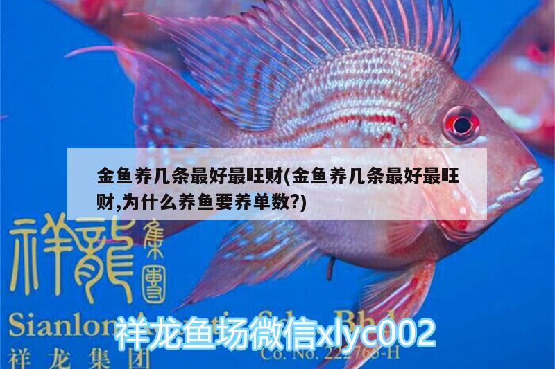 金魚養(yǎng)幾條最好最旺財(金魚養(yǎng)幾條最好最旺財,為什么養(yǎng)魚要養(yǎng)單數(shù)?) 戰(zhàn)車紅龍魚