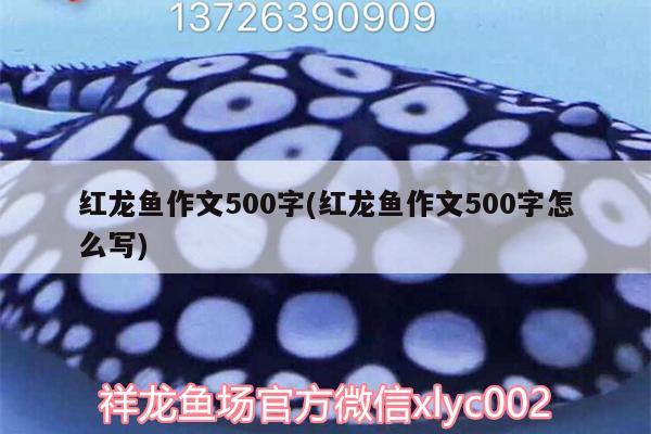 紅龍魚作文500字(紅龍魚作文500字怎么寫) 白寫錦鯉魚