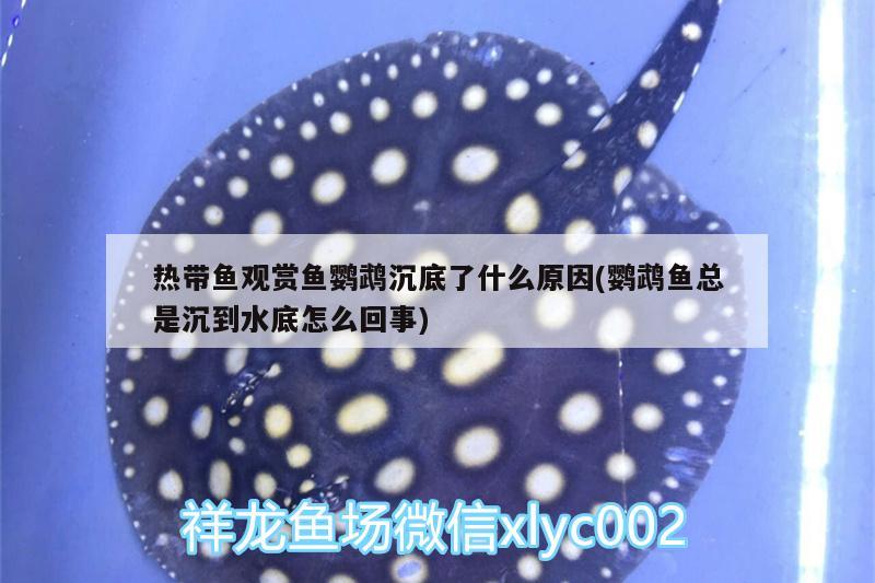 熱帶魚觀賞魚鸚鵡沉底了什么原因(鸚鵡魚總是沉到水底怎么回事) 鸚鵡魚