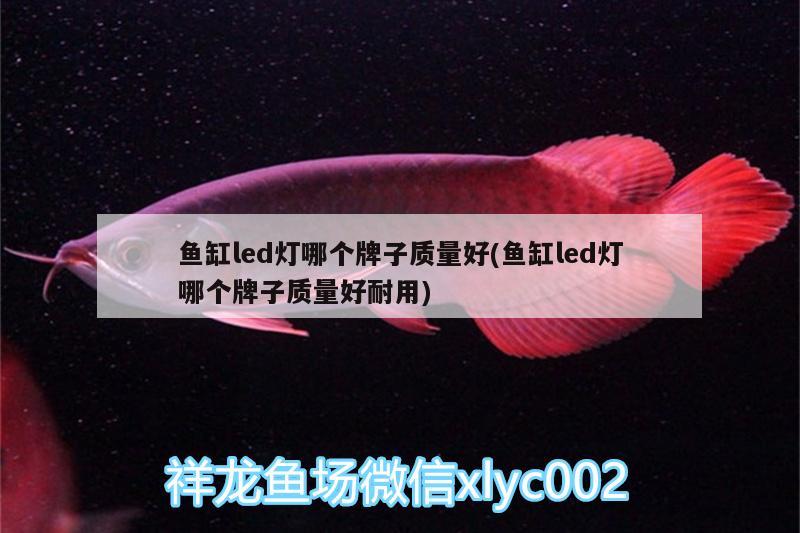 魚缸led燈哪個牌子質(zhì)量好(魚缸led燈哪個牌子質(zhì)量好耐用) 成吉思汗鯊（球鯊）魚