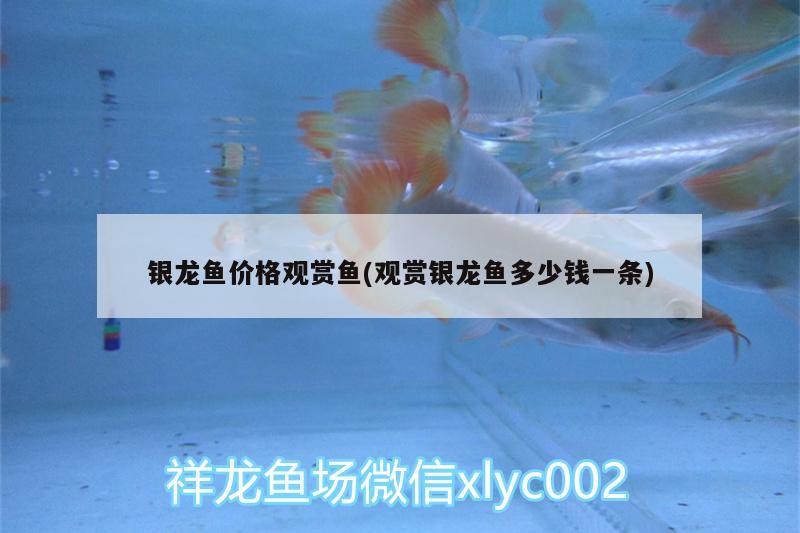 銀龍魚(yú)價(jià)格觀賞魚(yú)(觀賞銀龍魚(yú)多少錢一條)