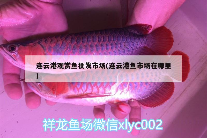 連云港觀賞魚批發(fā)市場(連云港魚市場在哪里)