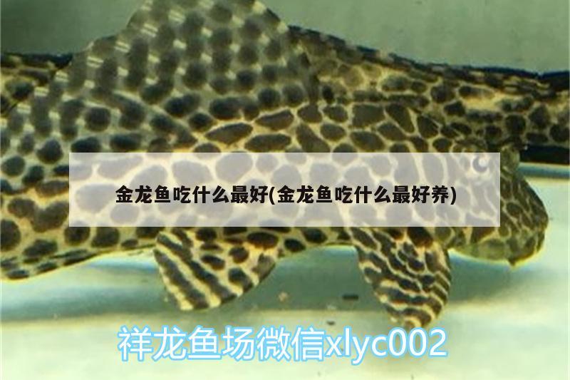 金龍魚吃什么最好(金龍魚吃什么最好養(yǎng)) 鴨嘴鯊魚