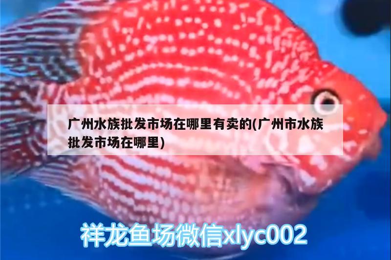 廣州水族批發(fā)市場在哪里有賣的(廣州市水族批發(fā)市場在哪里) 觀賞魚水族批發(fā)市場