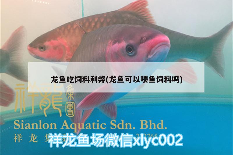 龍魚吃飼料利弊(龍魚可以喂魚飼料嗎)